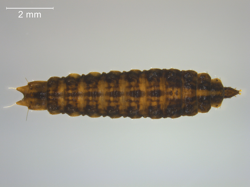 Nemotelus pantherinus